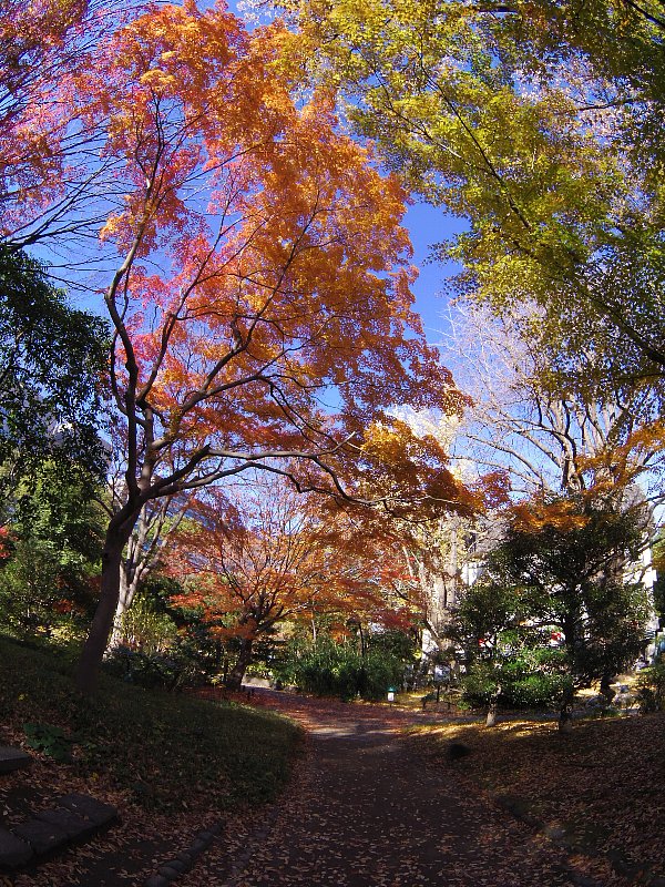 首かけ公孫樹の落葉と紅葉_b0084270_4301912.jpg