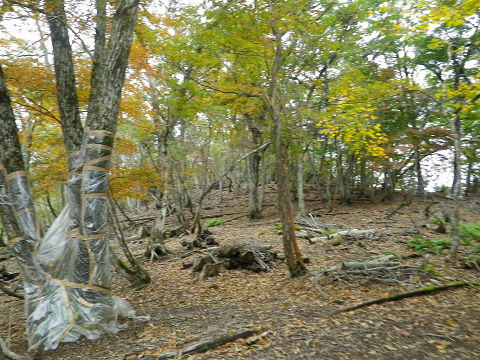 c0002874_1830452.jpg