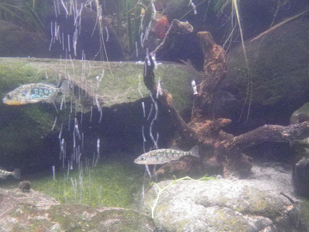 絶滅危惧種の針魚 ハリヨ と言う小さな魚達 自然風の自然風だより