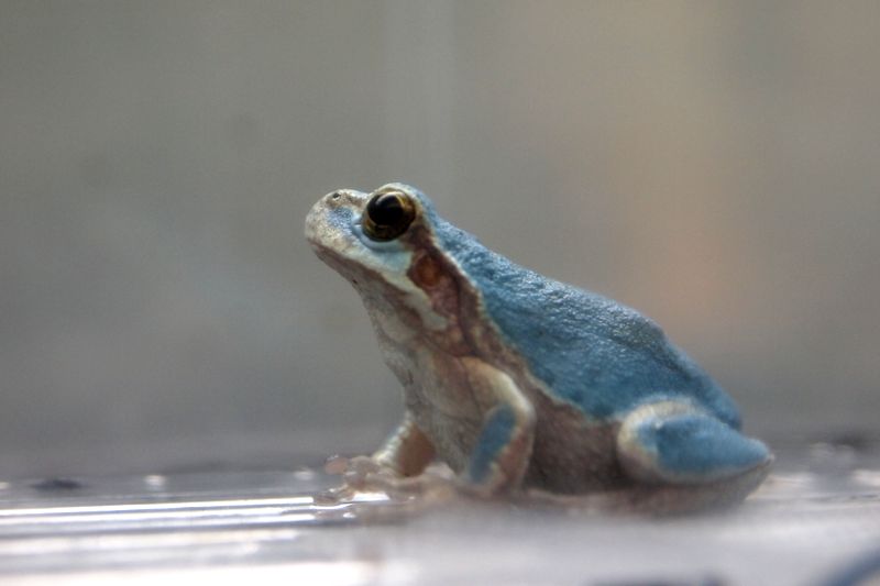 カエルたち In 姫路市立水族館 Close To You