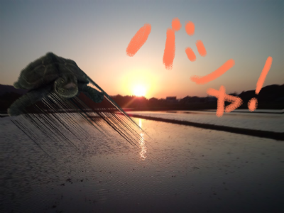 a0205596_2126296.png