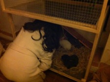 早っ!小屋完成~。_f0106597_3562342.jpg