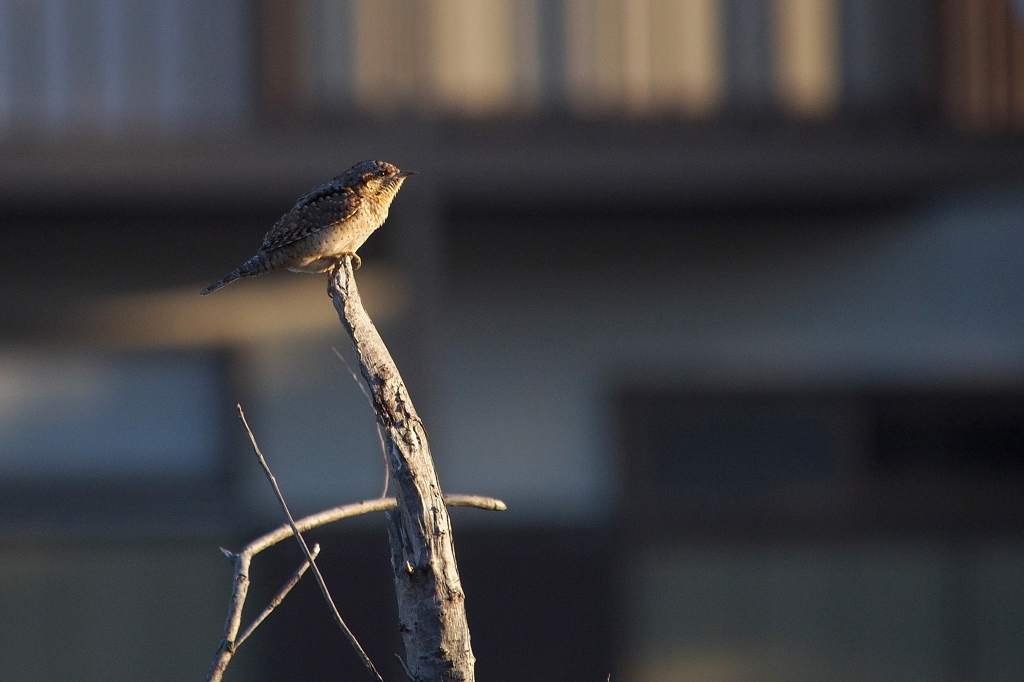 アリスイの纏め/お供え餅/立ち待ち月_b0024798_17451450.jpg