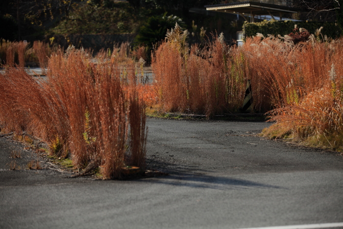 植木自動車学校跡_e0135098_9553199.jpg