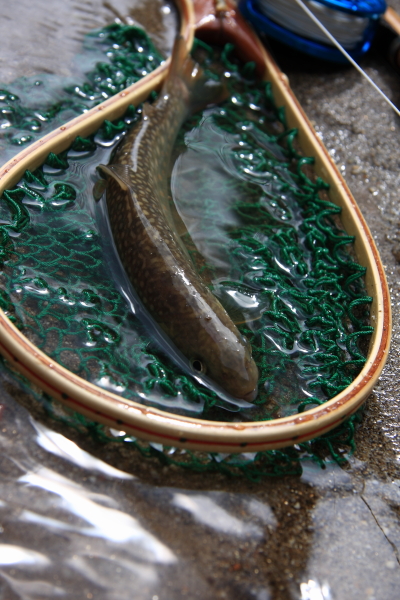 e0174008_1741730.jpg