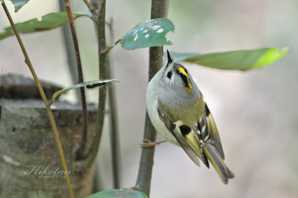 鳥撮り　撮り納めはキクイタダキ_a0247511_203164.jpg