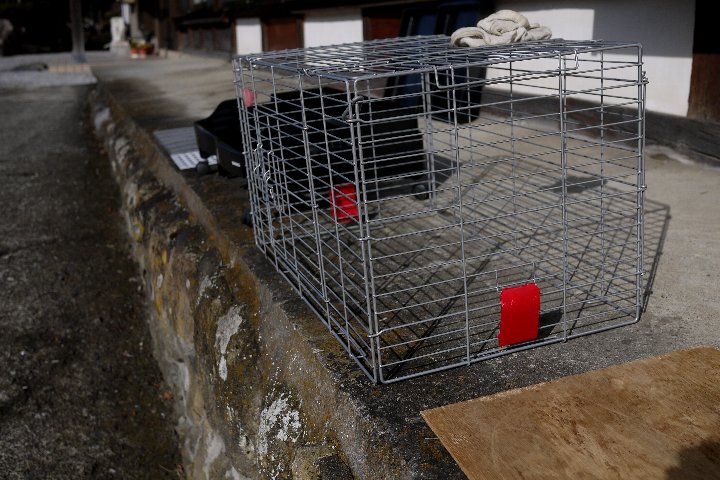野を駆けるウサギ_a0268412_19421067.jpg