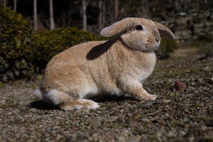 野を駆けるウサギ_a0268412_19421456.jpg