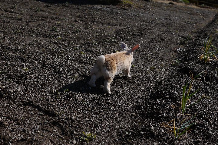 野を駆けるウサギ_a0268412_19422383.jpg