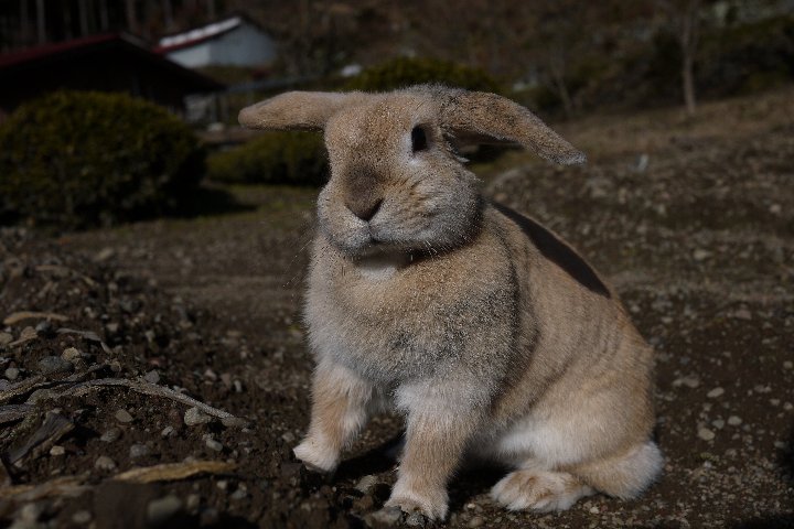 野を駆けるウサギ_a0268412_19561583.jpg