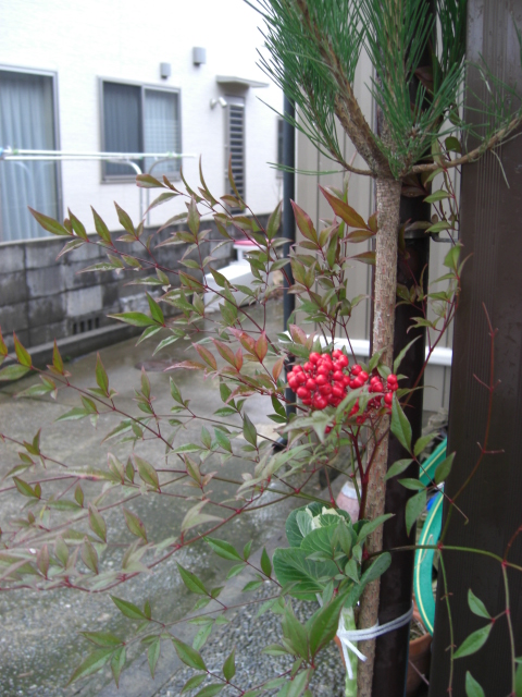 おすすめ門松_f0226713_1422528.jpg