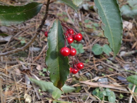 c0146714_1659532.jpg