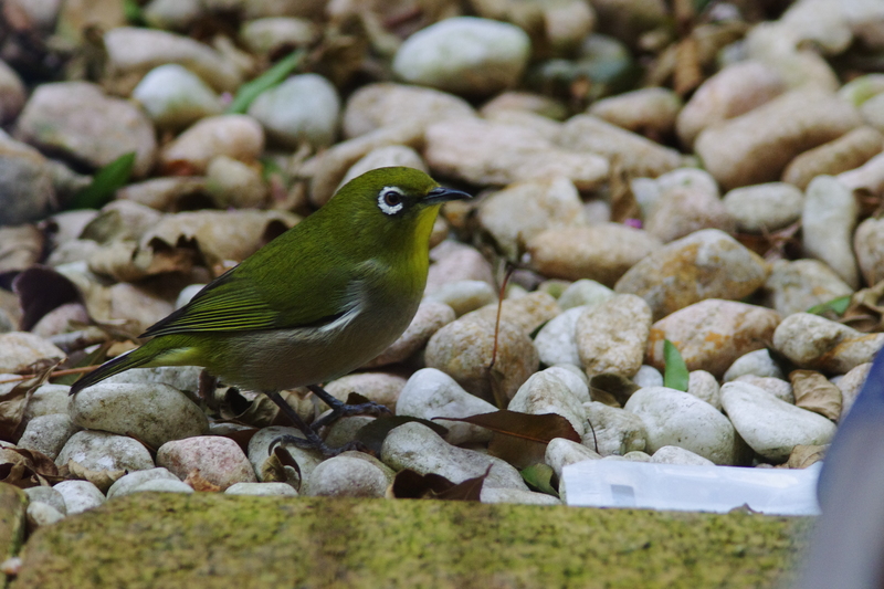 ２０１２年最後の鳥撮り_a0251116_19455963.jpg