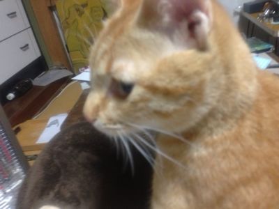 おおみそかっておいしいの?_c0260421_23515837.jpg
