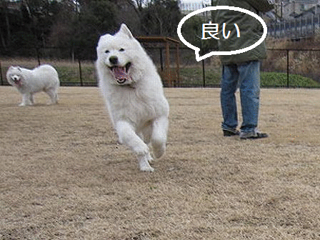 f0213924_21371773.gif
