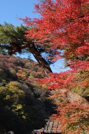 紅葉偵察　その５♪_f0054428_1491933.jpg