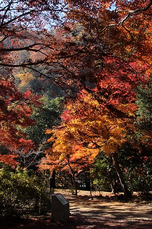 紅葉偵察　その５♪_f0054428_1501851.jpg