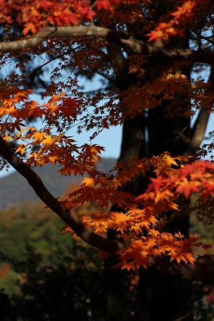 紅葉偵察　その５♪_f0054428_238232.jpg