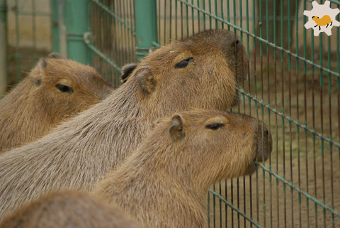 福岡～長崎カピバラの旅1-うみなか篇4 はみはみするよ_f0138828_013523.jpg