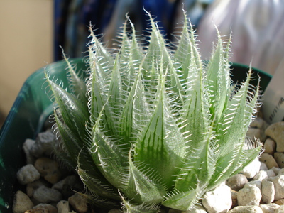 c0261240_1575727.jpg