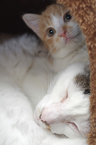 チビ猫、ヨウカンさんと仲良し_a0028451_19135812.jpg