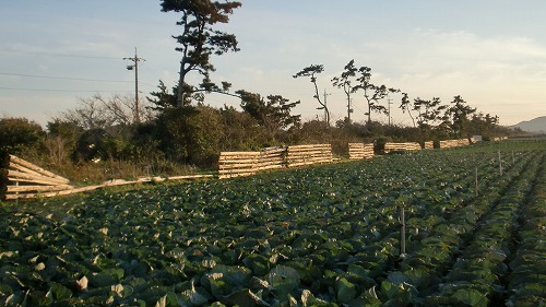 a0248860_2028167.jpg