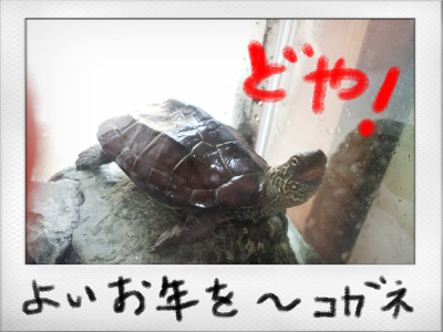 a0205596_23173030.png