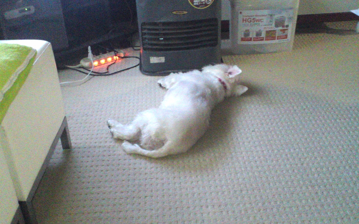 明けまして おめでとうございます 2013_c0226202_15365810.jpg