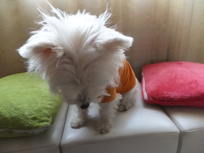 明けまして おめでとうございます 2013_c0226202_15431731.jpg
