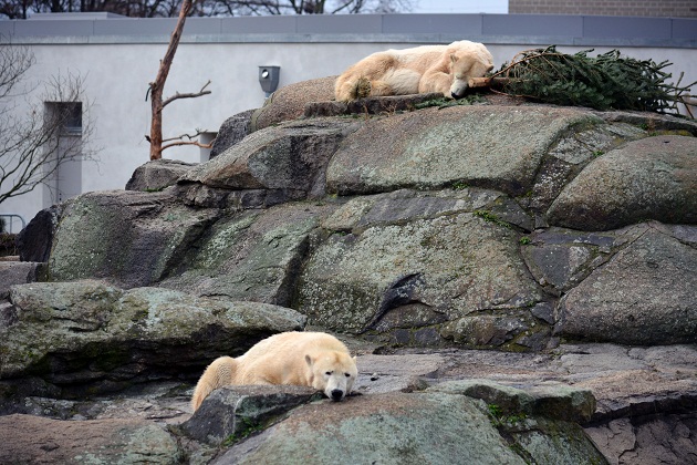 大晦日はベルリン動物園へ　～　伝説化したクヌート、その思い出_a0151913_3403159.jpg