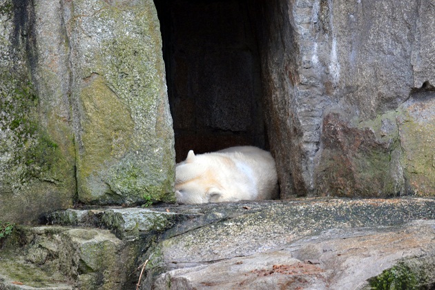 大晦日はベルリン動物園へ　～　伝説化したクヌート、その思い出_a0151913_342632.jpg