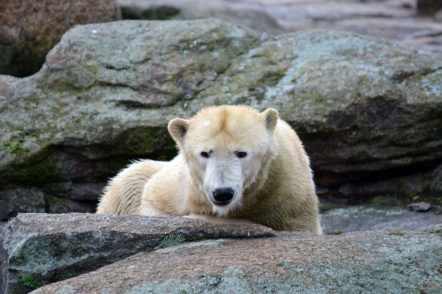 大晦日はベルリン動物園へ　～　伝説化したクヌート、その思い出_a0151913_4115074.jpg