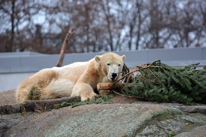 大晦日はベルリン動物園へ　～　伝説化したクヌート、その思い出_a0151913_4131082.jpg