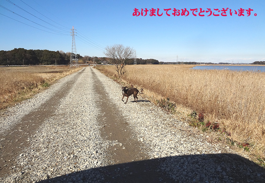 初散歩_d0151813_12112090.jpg