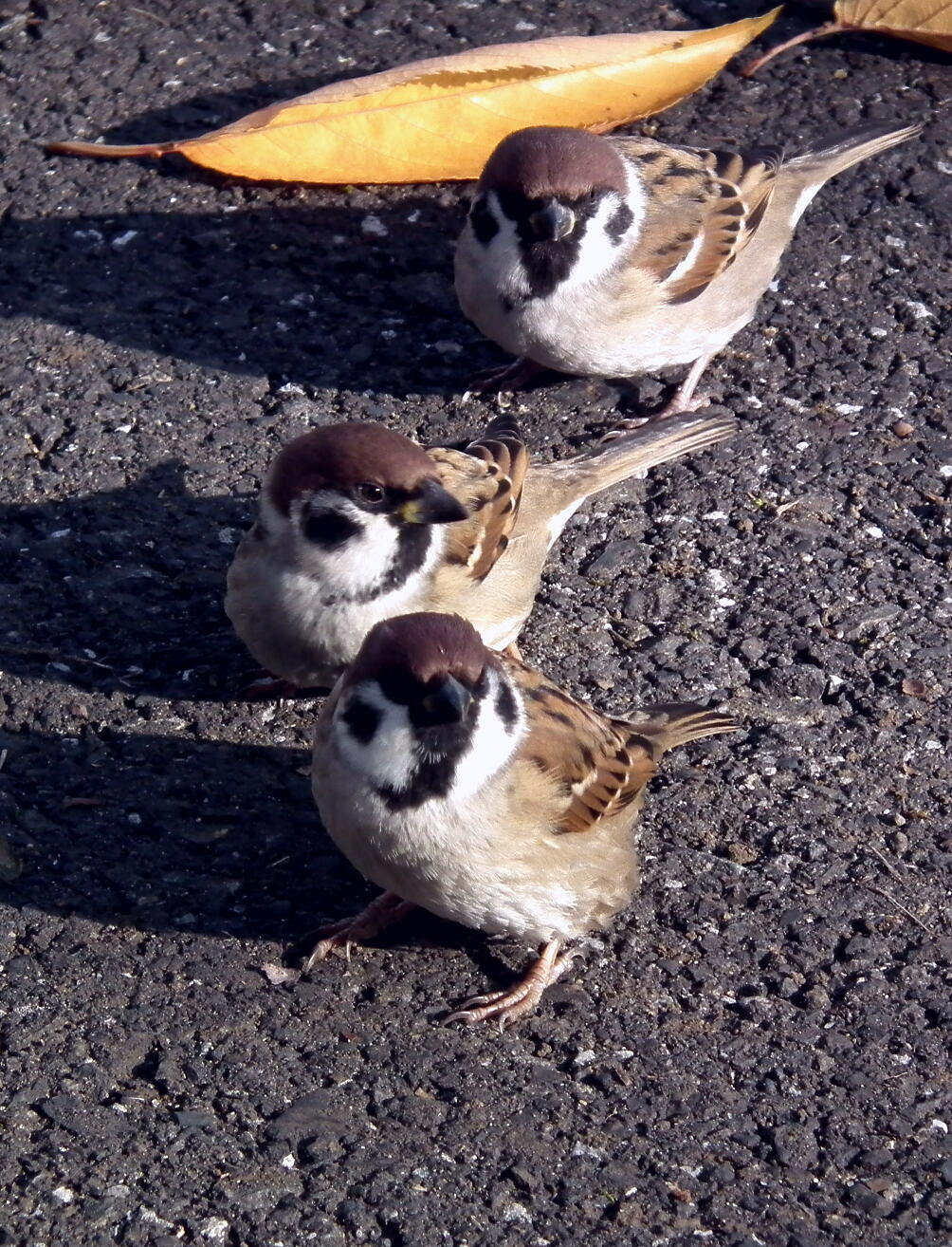 e0064158_1464110.jpg