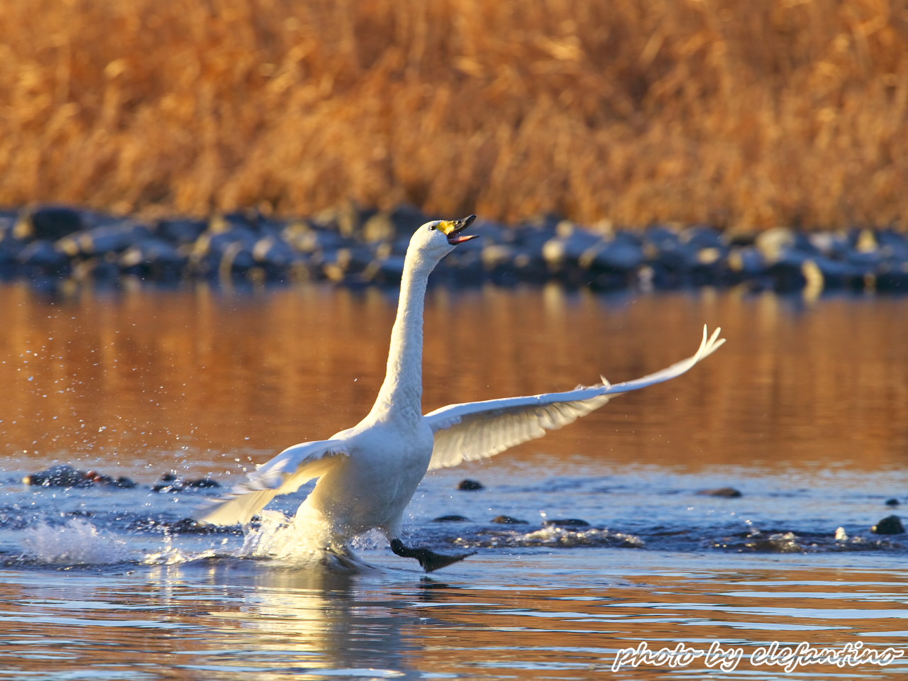 新年最初の鳥は_b0123663_21371515.jpg