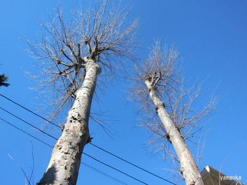 f0071480_1374584.jpg