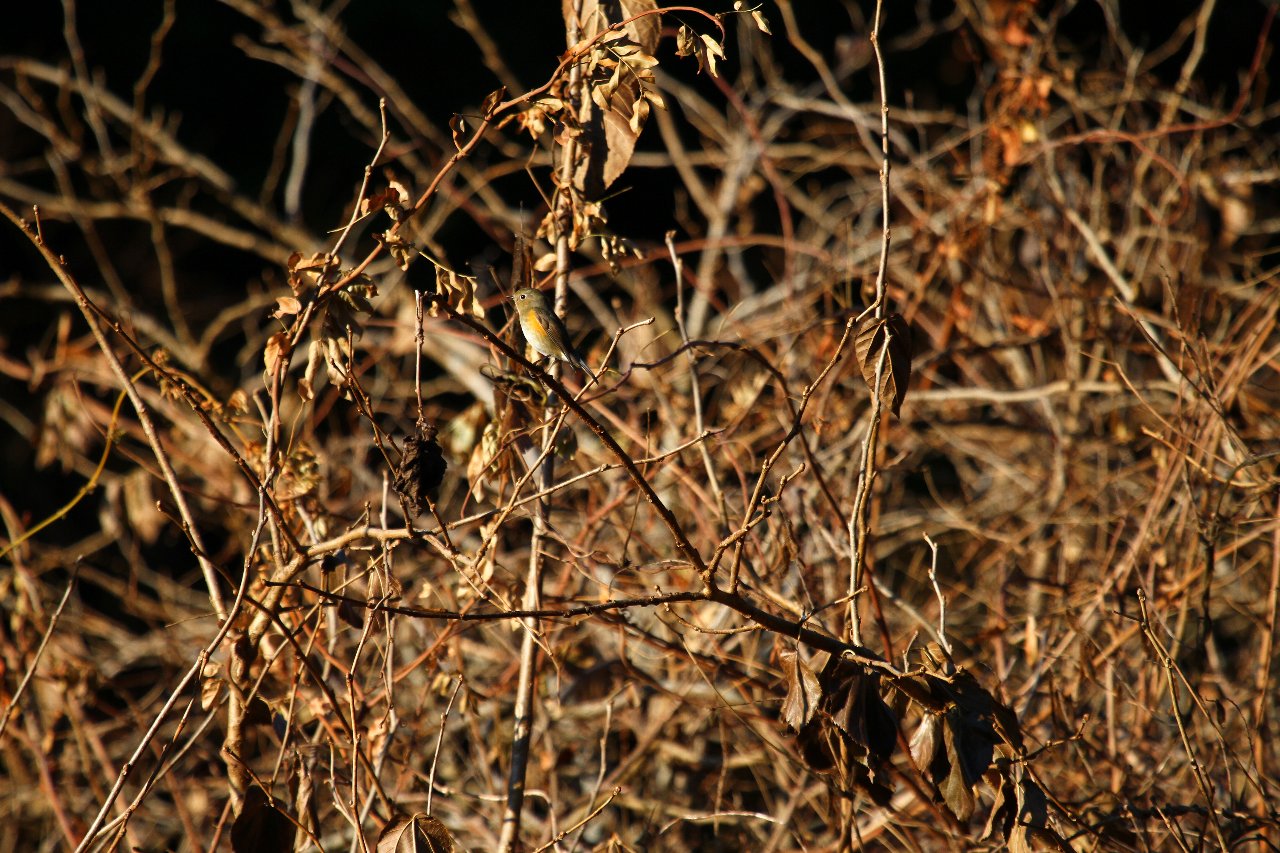 e0167295_17254370.jpg