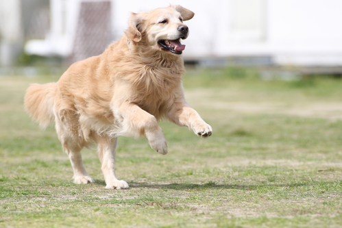 走り、飛ぶ、犬。_b0190908_22241143.jpg