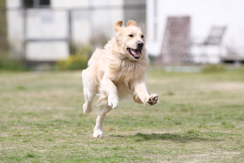 走り、飛ぶ、犬。_b0190908_2275895.jpg