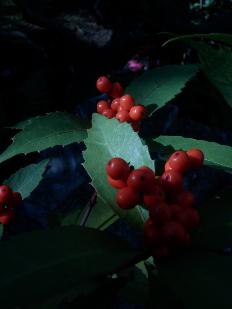 c0062511_23202286.jpg