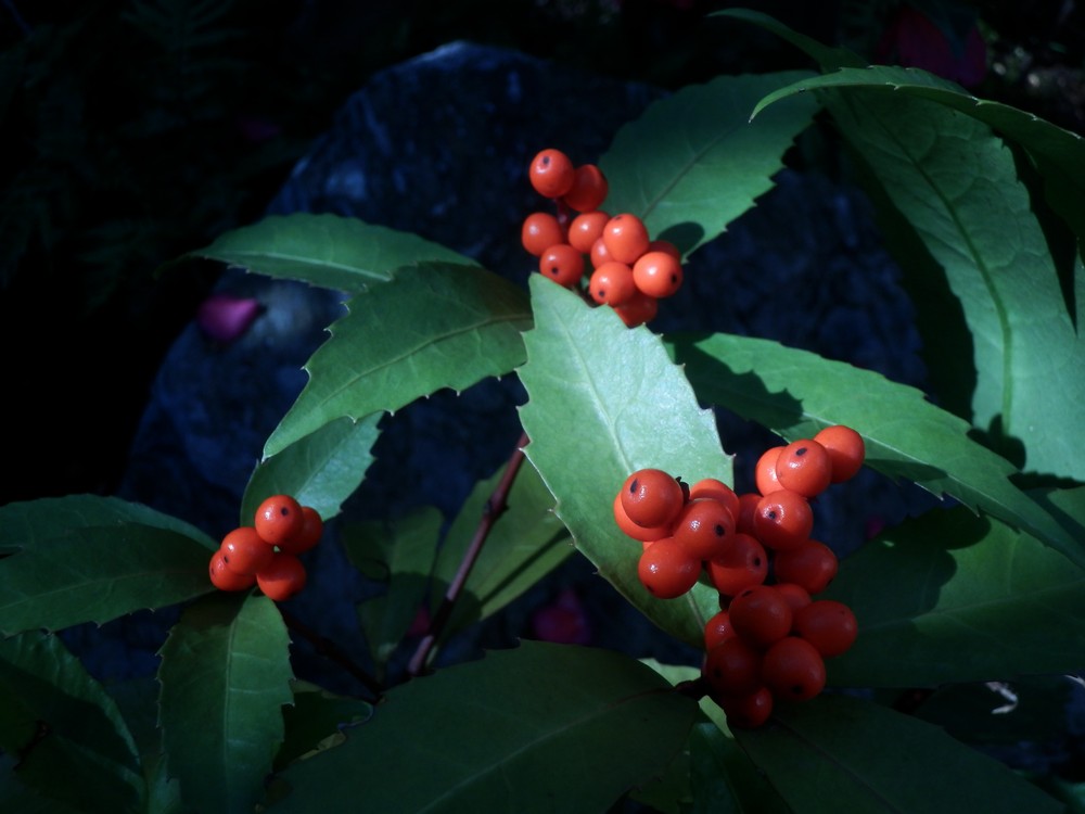 c0062511_2320334.jpg