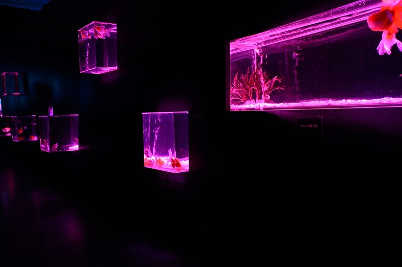 アートアクアリウム展 大阪・金魚の艶 其の一_f0032011_16502326.jpg