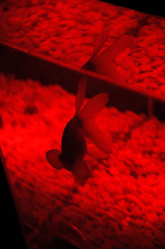 アートアクアリウム展 大阪・金魚の艶 其の一_f0032011_1652125.jpg