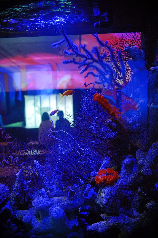 アートアクアリウム展 大阪・金魚の艶 其の一_f0032011_16541618.jpg