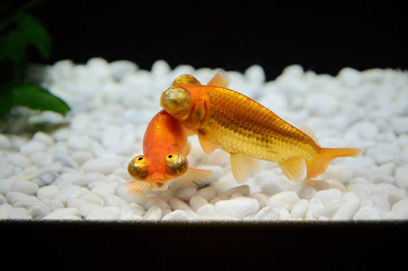 アートアクアリウム展 大阪・金魚の艶 其の一_f0032011_16543463.jpg