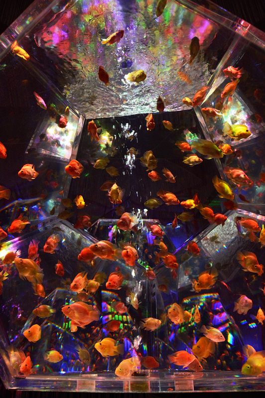 アートアクアリウム展 大阪・金魚の艶 其の一_f0032011_16545570.jpg