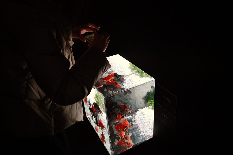 アートアクアリウム展 大阪・金魚の艶 其の一_f0032011_16551678.jpg