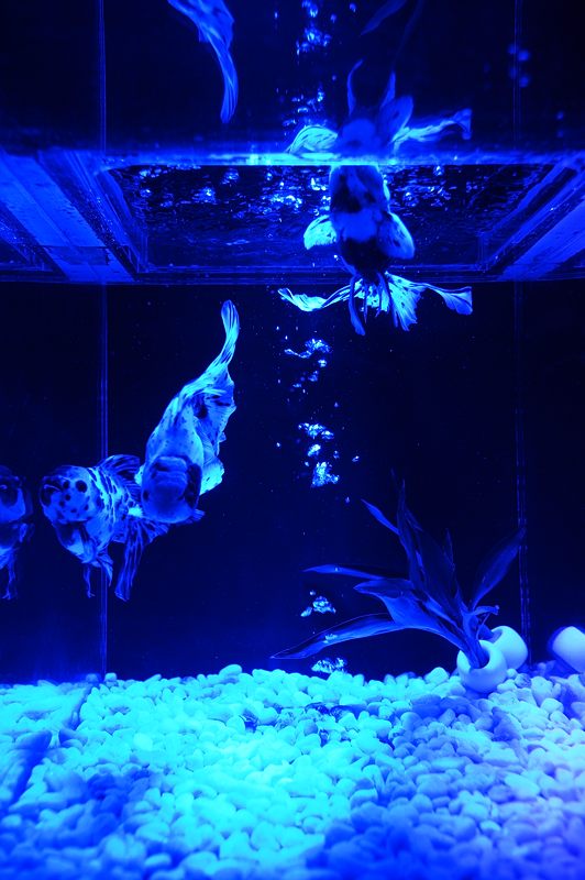 アートアクアリウム展 大阪・金魚の艶 其の一_f0032011_16562038.jpg
