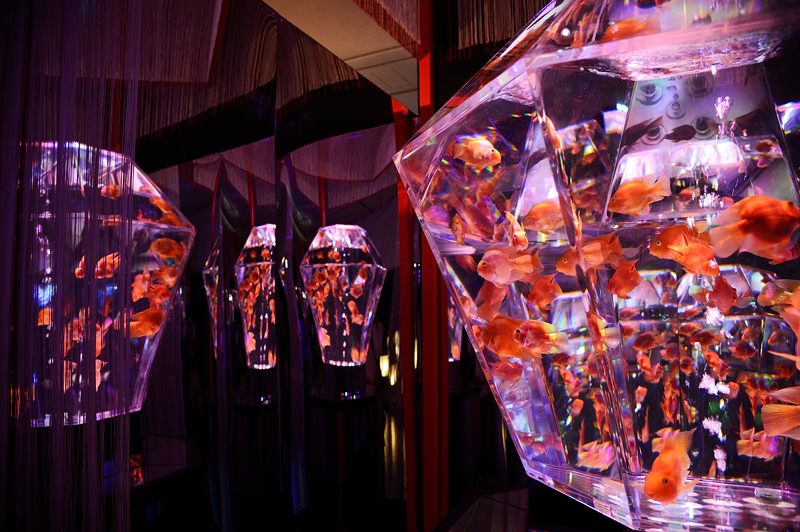 アートアクアリウム展 大阪・金魚の艶 其の一_f0032011_1656857.jpg
